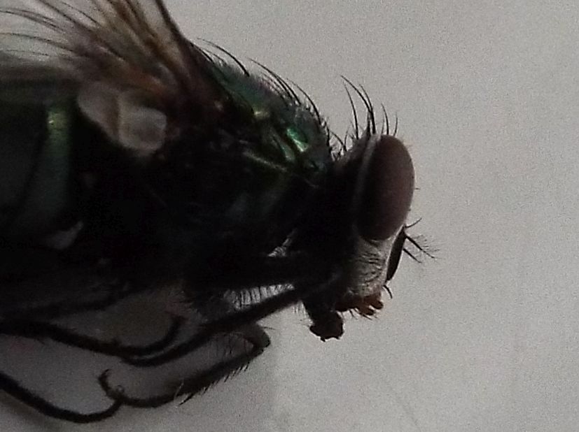Lucilia sp. femmina del gruppo sericata (Calliphoridae)